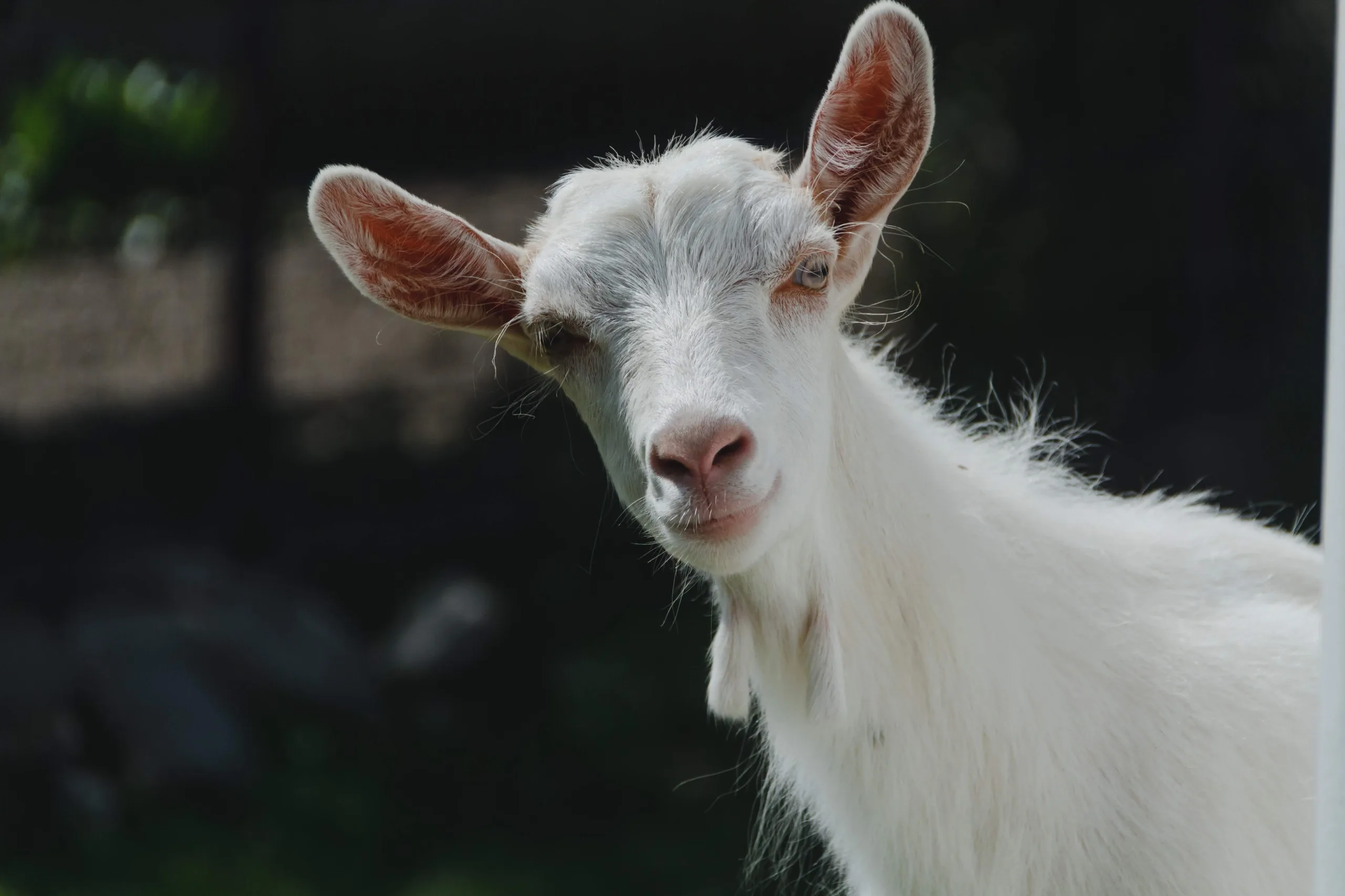 sergiu-valena-so8R5rTDTXM-unsplash