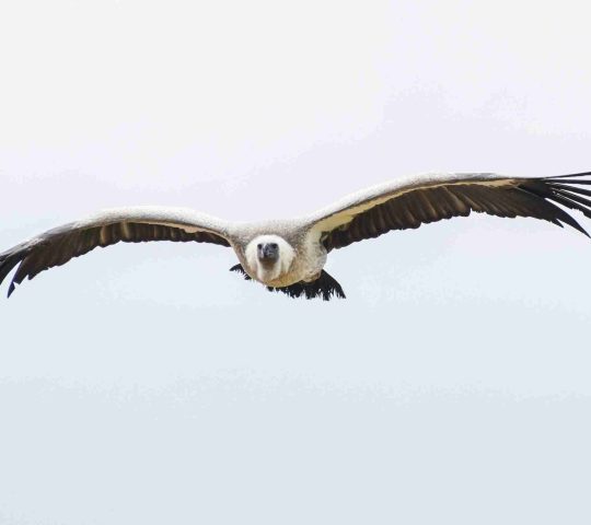 SKUA Nature Group – Avistamiento de aves