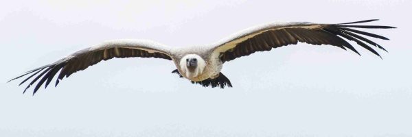 SKUA Nature Group – Avistamiento de aves