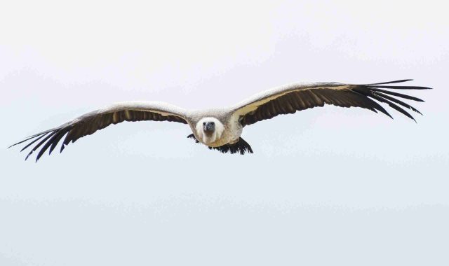 SKUA Nature Group – Avistamiento de aves SKUA Nature Group – Avistamiento de aves