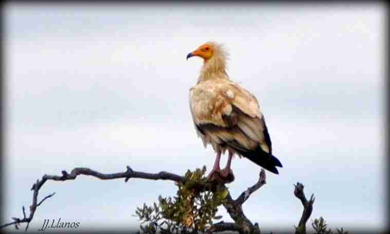 Alimoche