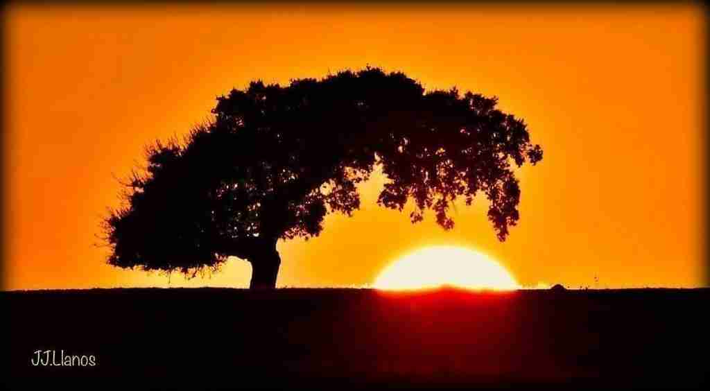 Puesta de sol en la dehesa extremeña